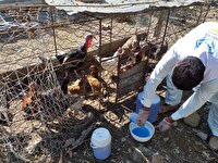 ایمن‌سازی ۲ میلیون قطعه طیور مازندران در برابر نیوکاسل