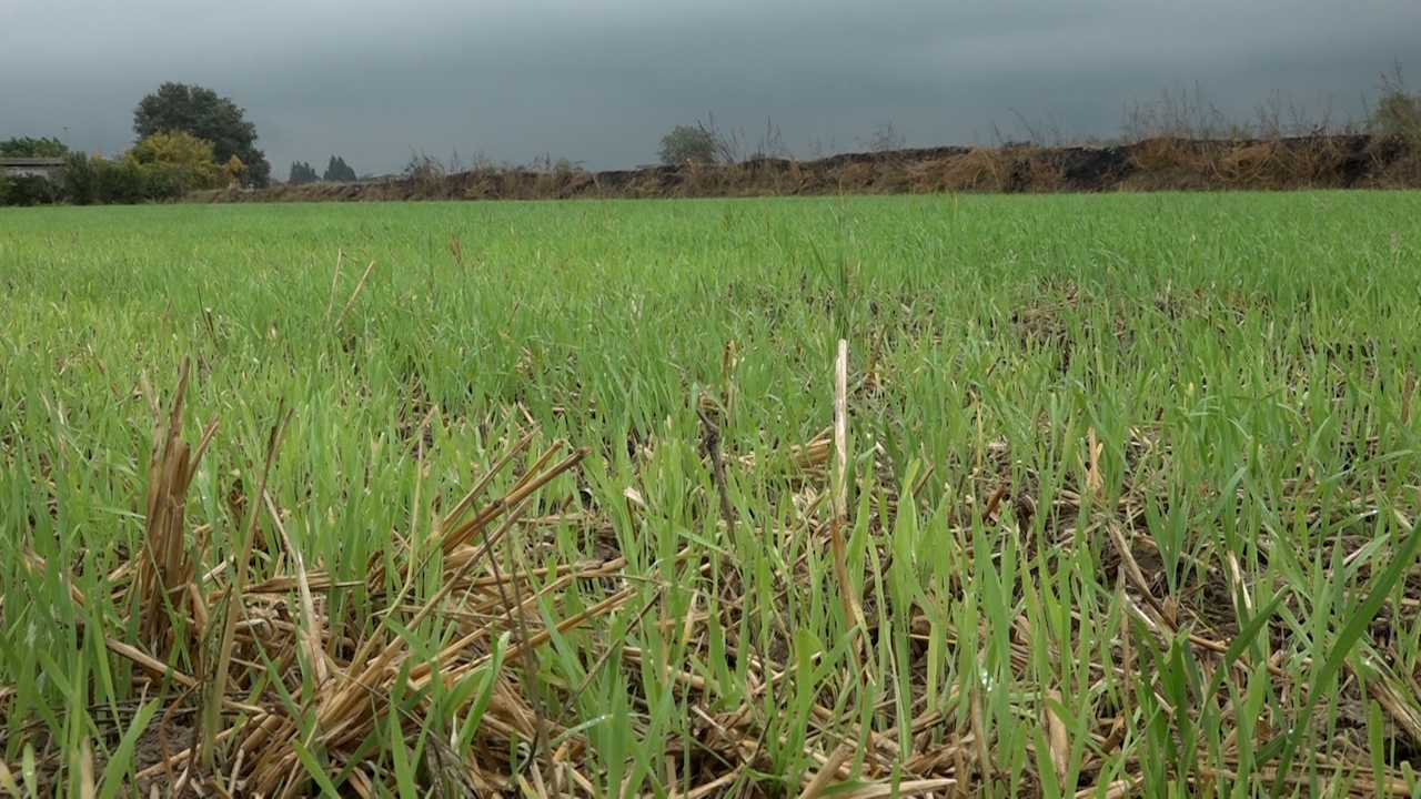 باران امید در مازندران