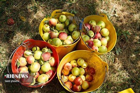 برداشت سیب از باغ‌های اهر
