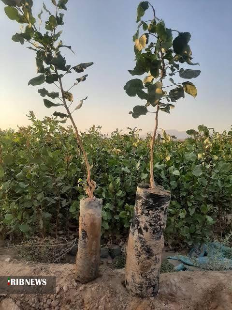 توزیع ۴۰ هزار اصله نهال پسته در خراسان شمالی  توزیع ۴۰ هزار اصله نهال پسته در خراسان شمالی