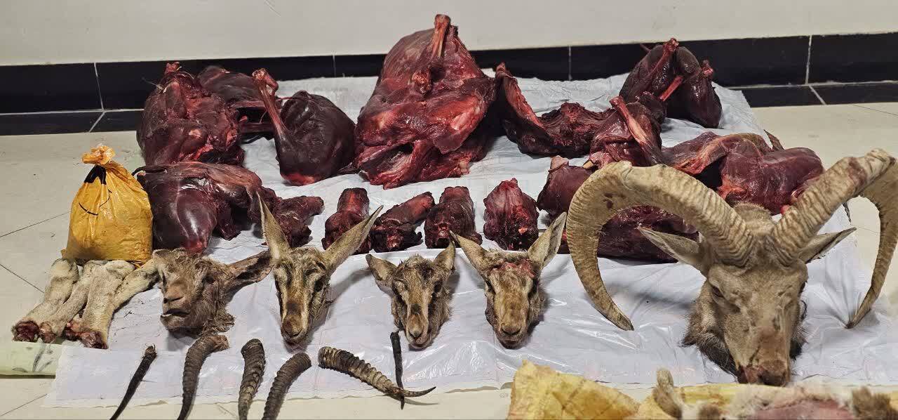 شناسایی شکارچیان متخلف در طبس شناسایی شکارچیان متخلف در طبس