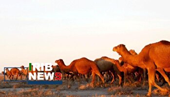 از جنگل تا بیابان، اقتصاد شتر در گلستان