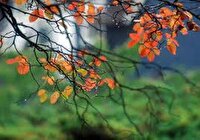 از جو پایدار تا بارش باران و برف در مازندران