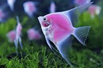 توسعه پرورش ماهی‌های زینتی در استان کرمانشاه