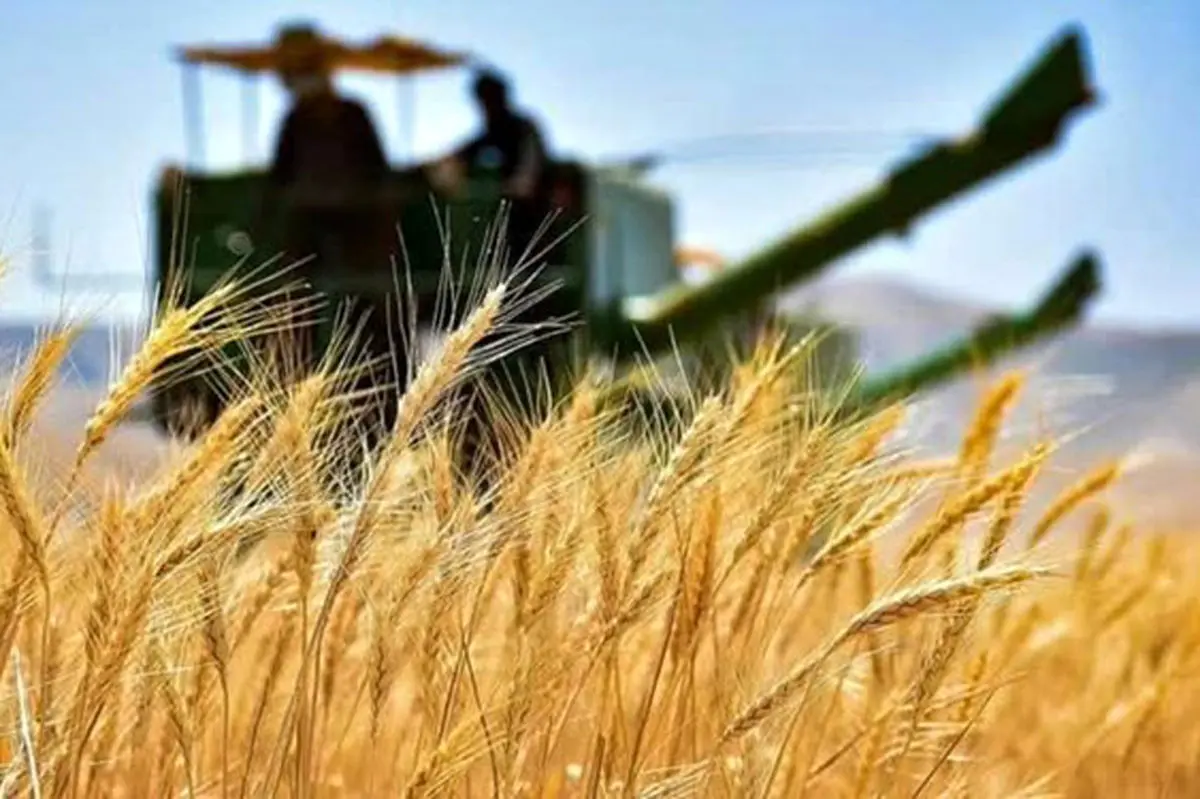 خرید بیش از یک میلیون و ۳۰۰ هزار تن گندم از کشاورزان خوزستانی خرید بیش از یک میلیون و ۳۰۰ هزار تن گندم از کشاورزان خوزستانی