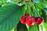 آغاز برداشت گیلاس و آلبالو از باغ‌های خراسان جنوبی