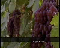 برداشت انگور سیاه از گلخانه‌های خراسان شمالی 