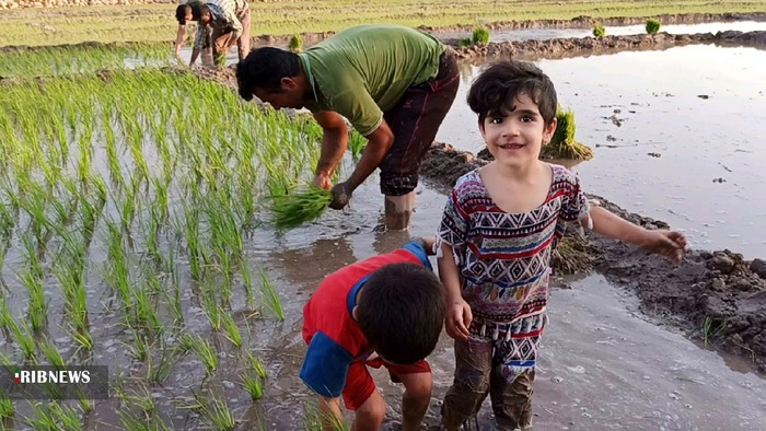 نشاء برنج تابستانه در بهمئی