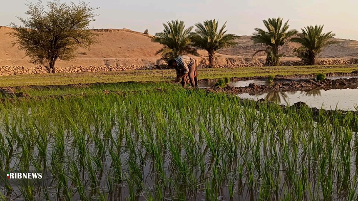 نشاء برنج تابستانه در بهمئی