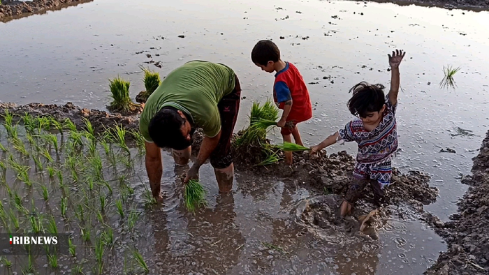 نشاء برنج تابستانه در بهمئی