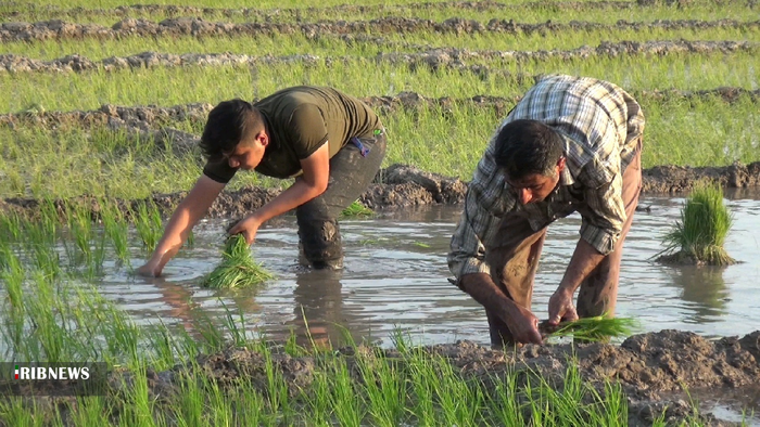 نشاء برنج تابستانه در بهمئی